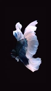 Birds Of A Feather Odyssey Quest Pin By Kris Moyer On Art Live Fish Wallpaper Fish Wallpaper Iphone Fish Wallpaper