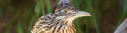 The brand is currently gaining popularity. Greater Roadrunner Los Angeles Zoo And Botanical Gardens La Zoo