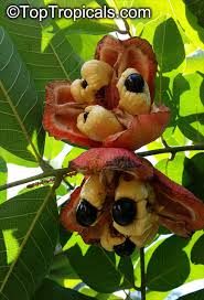 Image result for Blighia