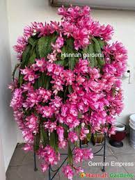 Plants and piggies requested a care video on epiphyllum houseplants. German Empress Epiphyllum Orchid Cactus Hannah Gardens