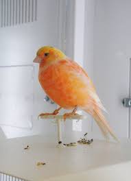 Beautiful young golden & orange color canaries ( birds canary ) $125 (lax) pic hide this posting restore restore this posting. Orange Colored Canary By Buzzyg Canary Birds Canary Bird Pet Bird