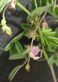 Image result for Indigofera vicioides