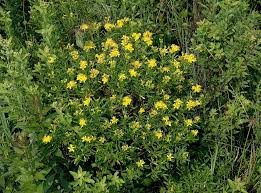 Image result for Hypericum scioanum