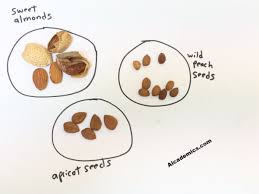 The Difference Between Bitter Almonds Sweet Almonds And Stone Fruit Seeds Stone Fruit Bitter Almonds Fruit Seeds