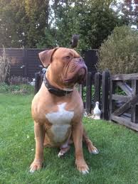 Here at 7 acre kennels we breed for health, athleticism and conformation. Old English Bulldog Rassebeschreibung Vom Wesen