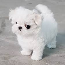 Welcome to happy teacup maltese puppies home. Lily Micro Maltese