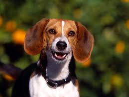 Top 10 beagle dog names for male or female puppies. Unique Dog Names For A Girl Beagle List With Meanings