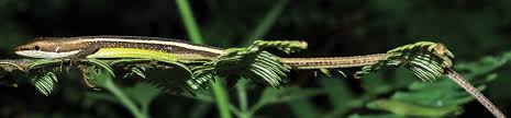 Image result for Chamaecrista zambesica