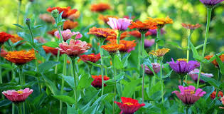 Esistono vari tipi di fiori. Fiori Estivi Le Varieta Dalle Migliori Fioriture