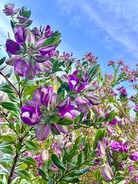 Image result for Polygala myrtifolia