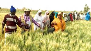 The nigerian economy can be split into two parts: In Face Of Crisis Equitable Farming Systems Grow In Nigeria Cornell Chronicle