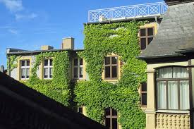 Dadurch kann die fassade beschädigt werden. Gartentipp Kletterpflanzenvielfalt Und Fassadenbegrunung Native Plants