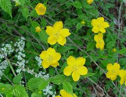 Image result for Kerria japonica