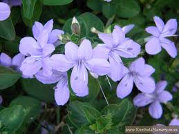 Image result for Barleria setosa