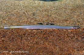 Image result for Vandellia