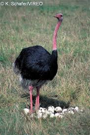 Birds That Lay Eggs On The Ground Common Ostrich Struthio Camelus Multiple Female Ostriches Lay Their Eggs In One Nest Which Is Later Cared Fo South Africa Wildlife Africa Wildlife Pet Birds