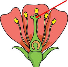 Mystery science offers online science lessons that are super easy to use and have outstanding content. Mystery Science Power Of Flowers Flashcards Quizlet