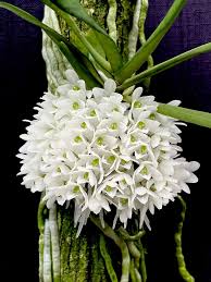 Image result for Diaphananthe lorifolia