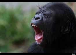 Animals Yawning Submit Your Own Photos Yawning Animals Baby Gorillas Funny Animals