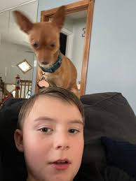 Lost my dog just 2 min ago😞 if anyone sees her pls contact me