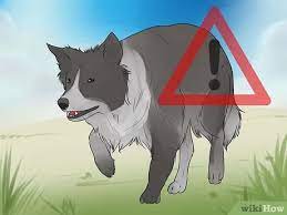 How To Teach Your Dog To Herd 11 Steps With Pictures Wikihow