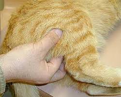Maybe you would like to learn more about one of these? Lymph Node Disease In Animals Long Beach Animal Hospital
