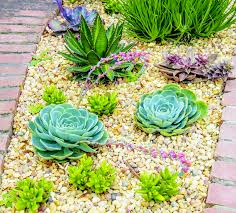 There are hundreds of species of aloe, flowering succulents that grow in large rosettes and thrive in hot, dry climates. Drought Resistant Plants Help Save Residents Money