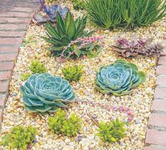 There are hundreds of species of aloe, flowering succulents that grow in large rosettes and thrive in hot, dry climates. Drought Resistant Plants Help Save Residents Money