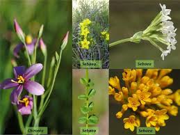 Image result for Gentianaceae