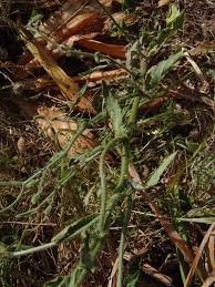 Image result for Brachythrix glomerata