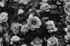 Check spelling or type a new query. Aesthetic Black And White Photos Flowers Novocom Top