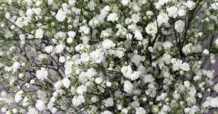We did not find results for: How Much Baby S Breath Do I Need