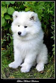 Beautiful Wight Dogs In 2020 Samoyed Puppy Samoyed Dogs Cute Dogs