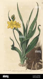 Image result for Hypoxis angustifolia