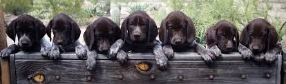 Lancaster puppies has german shorthaired pointer mix puppies for sale. Roland Ranch Puppies German Shorthairs Labrador Retrievers