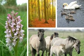 Image result for wildlife around the world