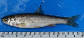 Image result for Pseudoeriosema borianii