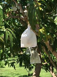 An oil insecticide spray can repel caterpillars in the garden and a range of other insects, including mites, aphids, and more. Fruit Fly Agriculture And Food