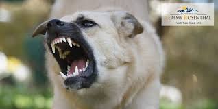 Denver Dog Bite Lawyer | CO Animal Attack Attorney - Law Firm Of Jeremy  Rosenthal