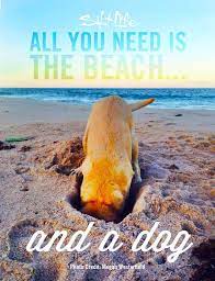 Surf Boardshorts Decals Salt Life Beach Apparel Dog Beach Beach Quotes Beach
