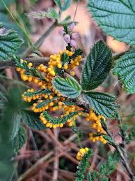 Image result for Hermannia parvula