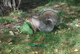 Why Don T I Ever See Baby Squirrels Peggy Notebaert Nature Museum