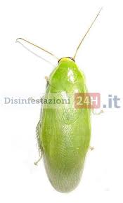 Pin Su Disinfestazioni Scarafaggi