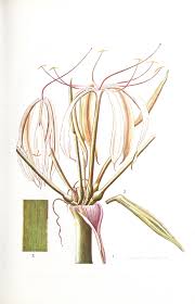 Image result for Crinum rautanenianum