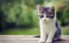 You can also upload and share your favorite cute cats wallpapers. Cute Kittens Wallpapers For Mobile Wallpaper Cave