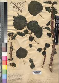 Image result for Obetia tenax