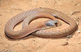 Image result for Pycnostachys schliebenii