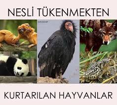 Nesli Tukenmekten Kurtarilan 5 Hayvan Hayvan Hayvanlar Komik