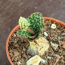 Image result for Drimiopsis