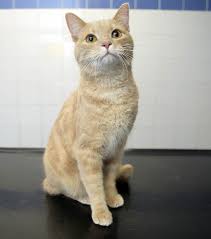 Such a large round basket will be comfortable in your pantry. Cat Feeding Warning Feline Almost Died After Eating Fish Covered In Onion And Garlic Nature News Express Co Uk